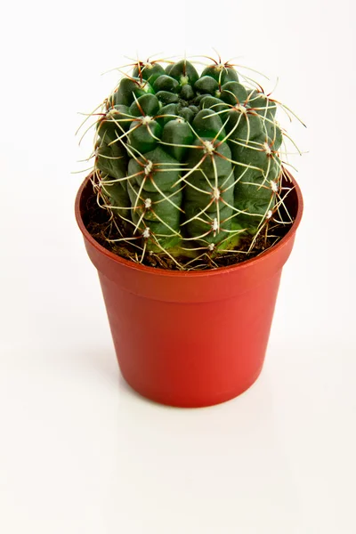 stock image Small cactus in a red pot