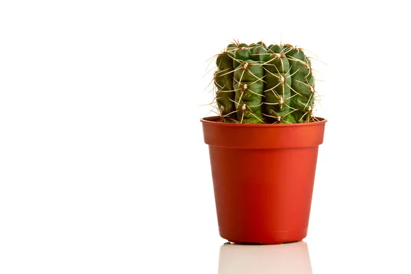 Pequeño cactus en una maceta roja aislada —  Fotos de Stock