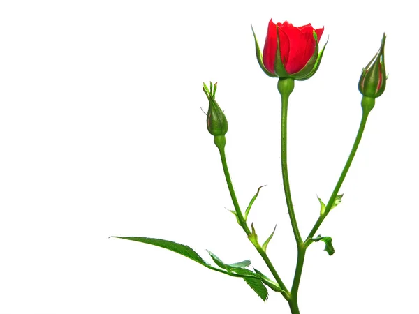 Rosa flor sobre un fondo blanco —  Fotos de Stock