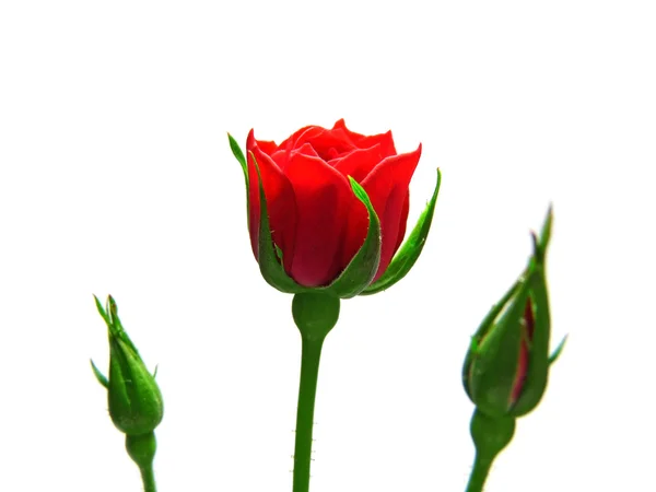 Rosa flor sobre un fondo blanco —  Fotos de Stock