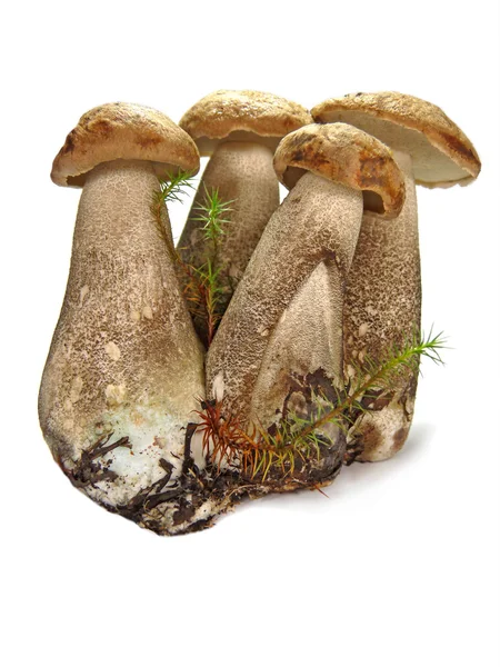 stock image Mushrooms