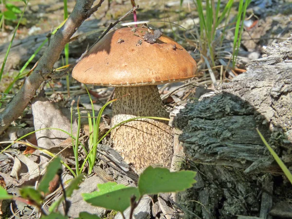 Mushroom in the woods — Stock Photo, Image