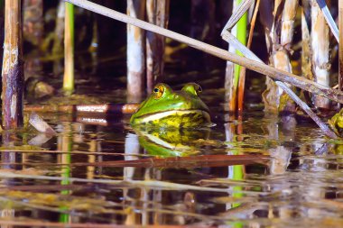 erkek arizona bull frog