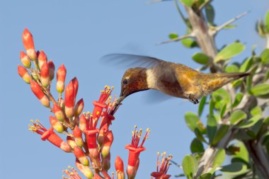Male Blackchin Hummingbird feeding on Ocotillo Flowers clipart