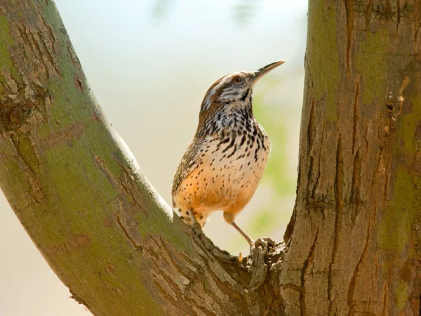Cactus Wren perched in a tree fork — Stock Photo, Image