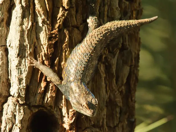 Tırmanma iguana — Stok fotoğraf