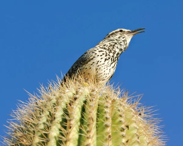 Singing Cactus Wren — Stock Photo, Image