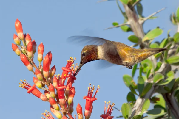 Menton noir mâle Colibri se nourrissant de fleurs ocotillo Photo De Stock