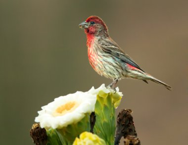 House Finch perched on a Saguaro