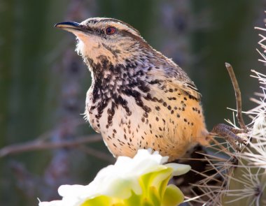 Cactus Wren feeding on a Saguaro Flower clipart