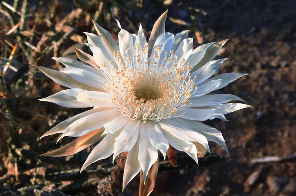 Queen gece gündoğumu (yan görünüm)