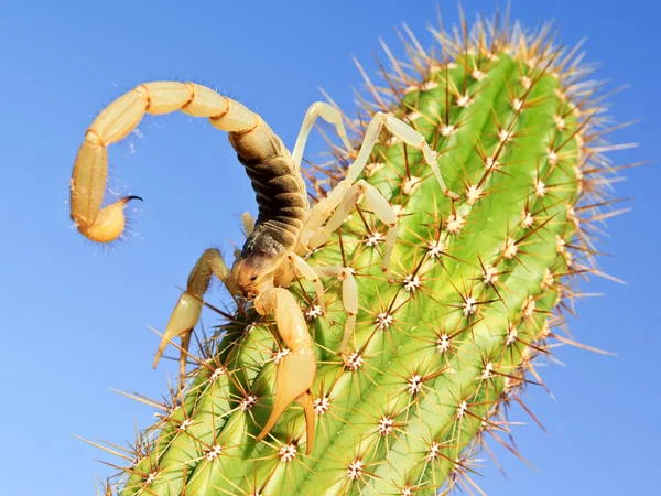 Riesige behaarte Skorpion Klettern auf einem Kaktus — Stockfoto