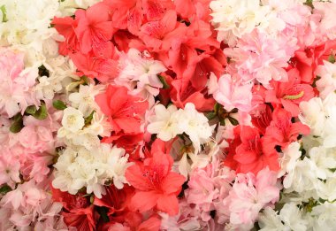 Azalea Flowers clipart