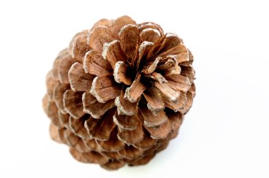 Pine Cone clipart