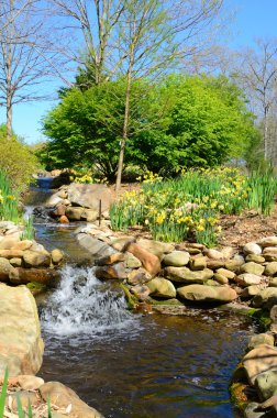 Creek and Daffodils clipart