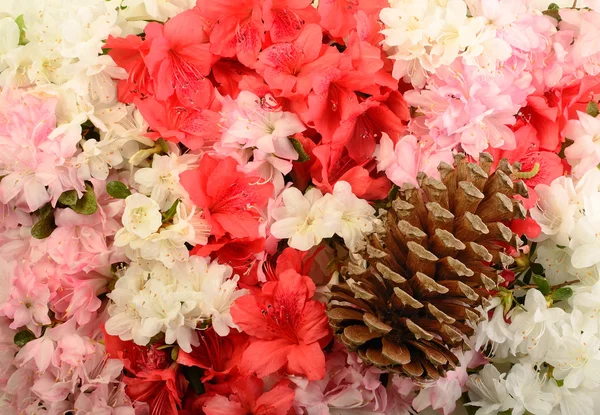 Azalee-Blüten und Tannenzapfen — Stockfoto