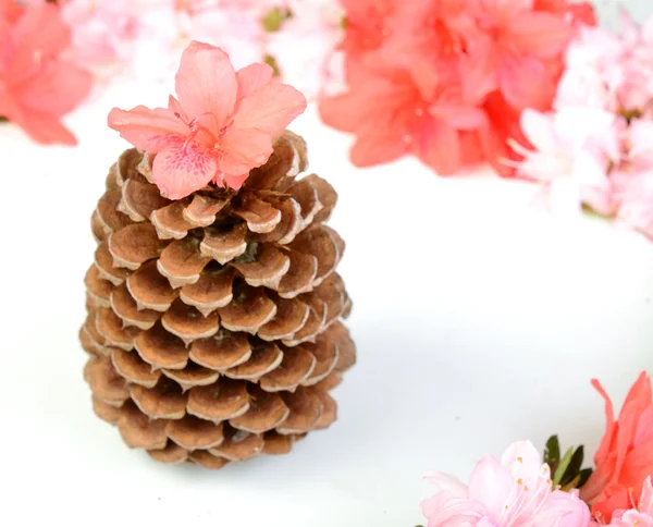 Pine Cone and Flowers — Stock Photo, Image