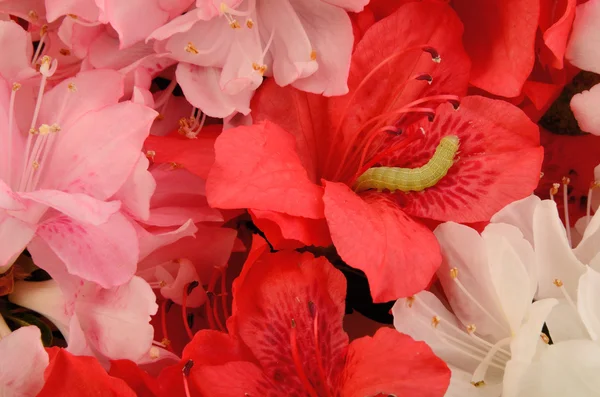 Azalea квіти з за гусеничні. — стокове фото