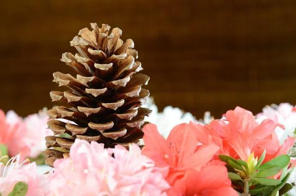 Borovicová šiška a květiny — Stock fotografie