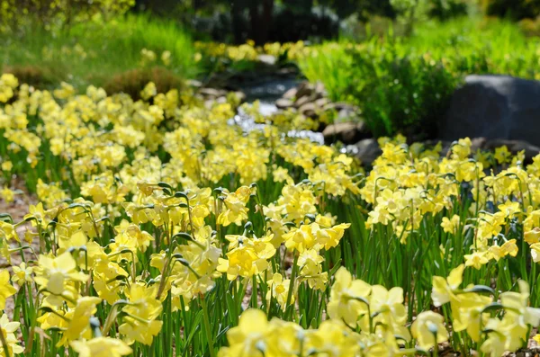 Daffodils Near a Creek — Stock Photo, Image