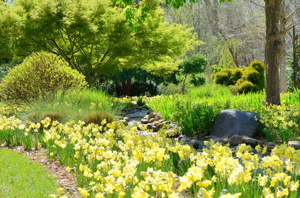 Daffodils Near a Creek — Stock Photo, Image