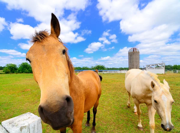 Kůň na farmě — Stock fotografie