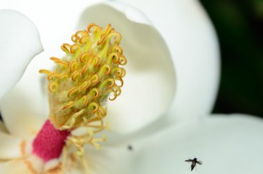 Magnolia close-up