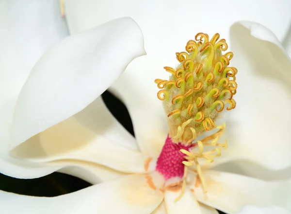 Магнолія квітка — стокове фото