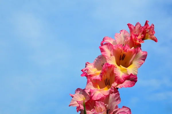 Blütenabstrakt — Stockfoto