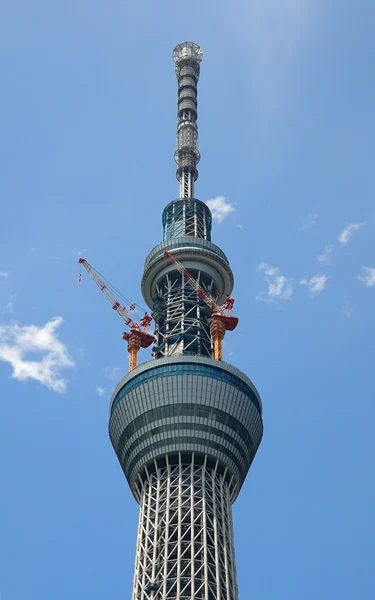 Árbol cielo de Tokio — Foto de Stock