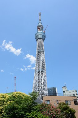 Tokyo Sky ağaç