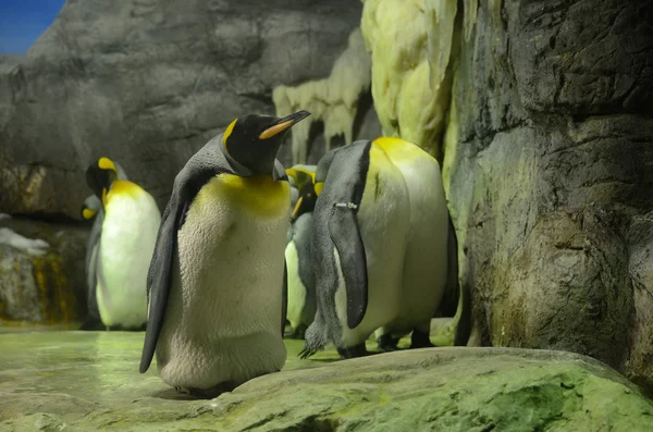 stock image Penguins