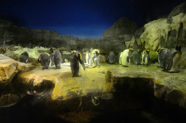 stock image Penguins