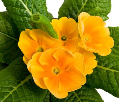 Primula sarı