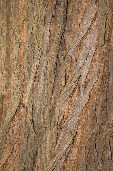 Texture of bark of tree — Stock Photo, Image