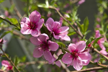 Flowering peach