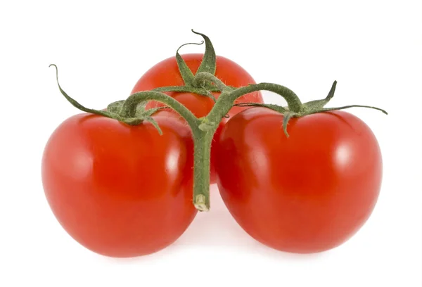 Tomatoes on a green branch — Stock Photo, Image