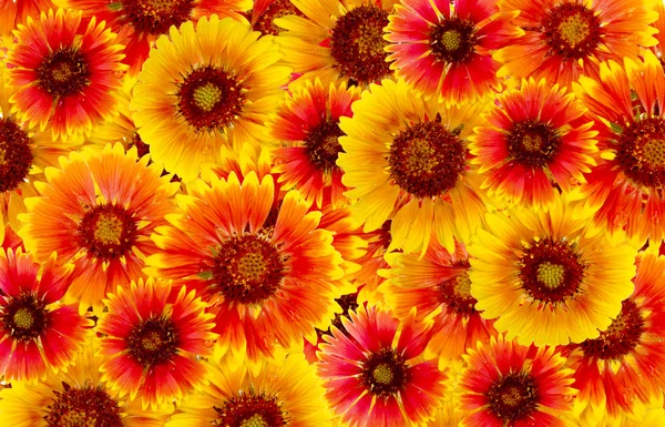 Blumen sind rot und gelb ein Hintergrund — Stockfoto
