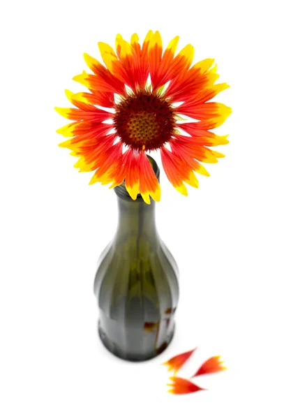 Un fiore è in una bottiglia — Foto Stock