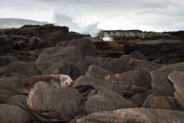 Морський лев спирається на скелі — стокове фото