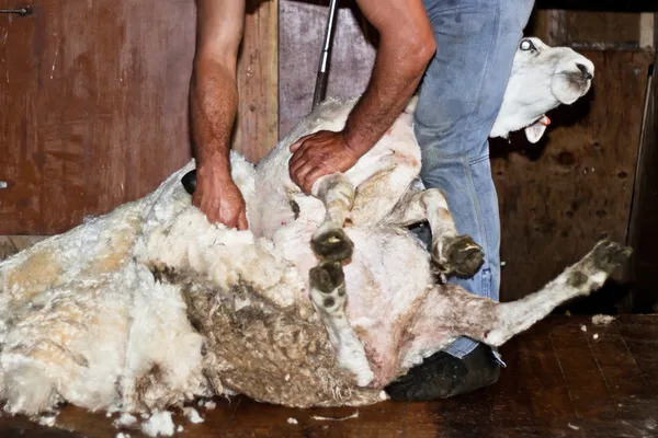 Стрижка овец — стоковое фото