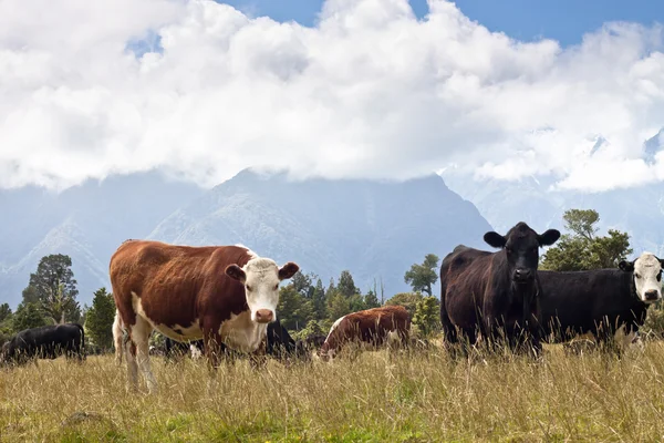 放牧牛、ニュージーランド — ストック写真