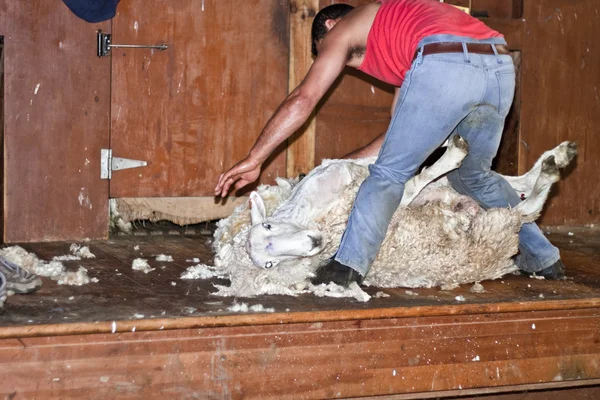 Sheep shearing, New Zealand — Stock Photo, Image