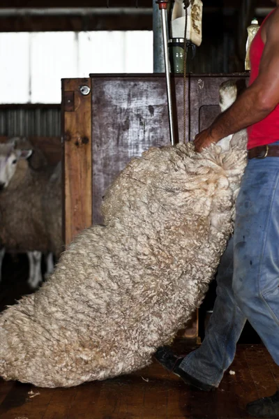 Esquilado de ovejas, Nueva Zelanda — Foto de Stock