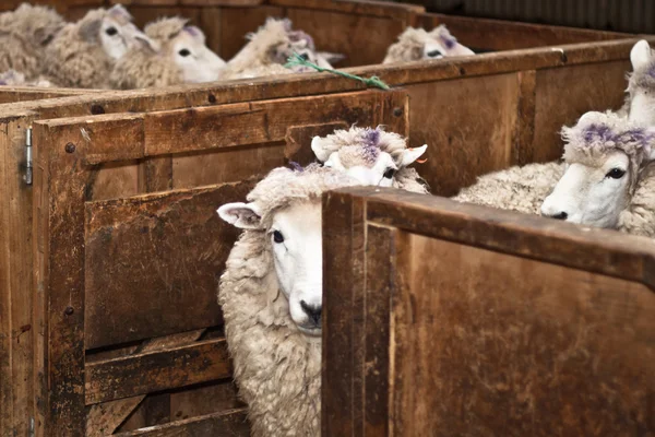 Стрижка овец — стоковое фото