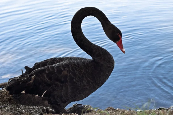 stock image Black Swan