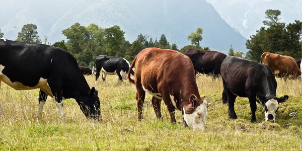 Pasoucí se krávy, Nový Zéland — Stock fotografie