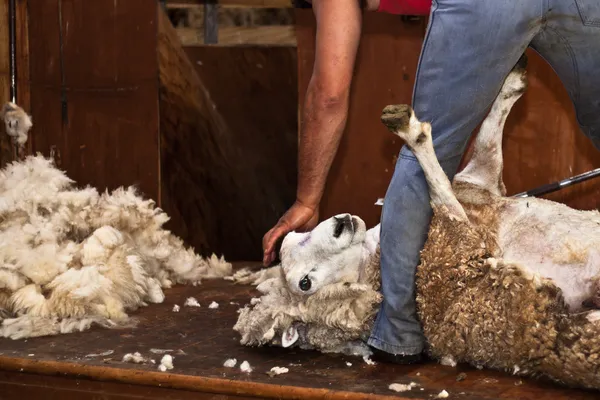 Tosquia de ovelhas, Nova Zelândia — Fotografia de Stock