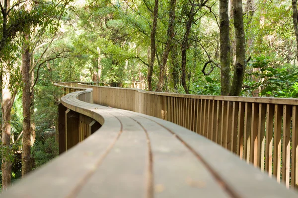 Ponte pedonale forestale — Foto Stock