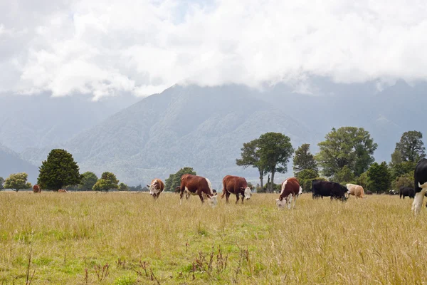 Пасущиеся коровы, Новая Зеландия — стоковое фото